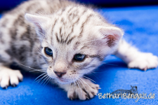 silber Bengalenkatze